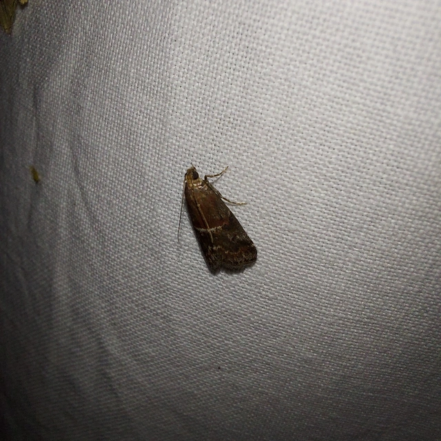 Acrobasis marmorea - márványos karcsúmoly