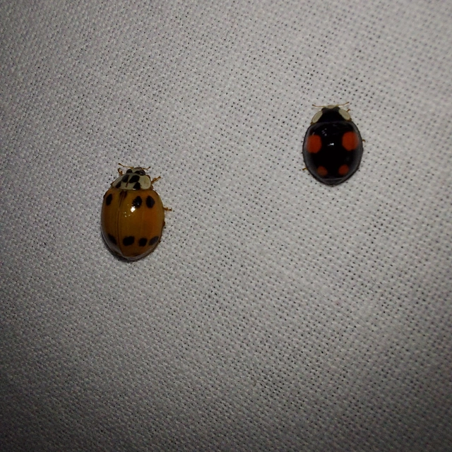 Harmonia axyridis - harlekinkatica