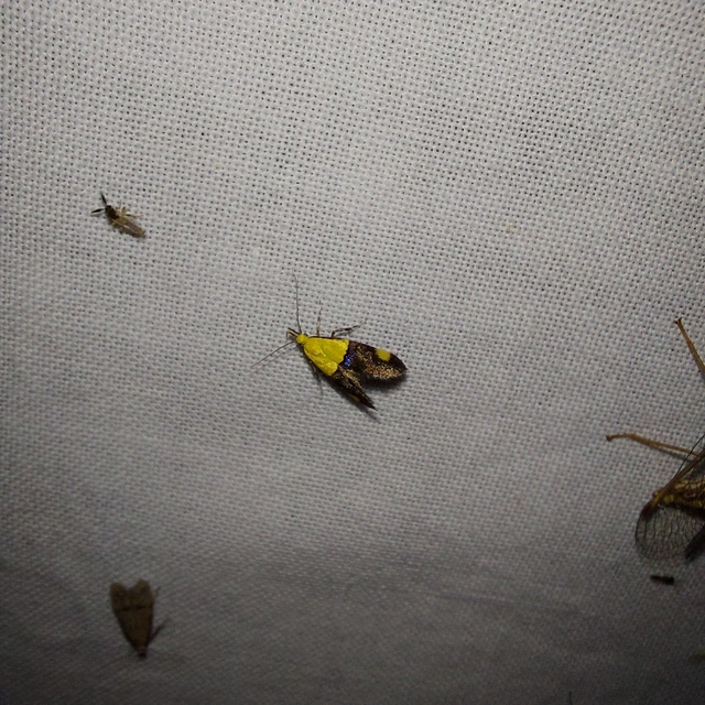 Oecophora bractella - kis díszmoly