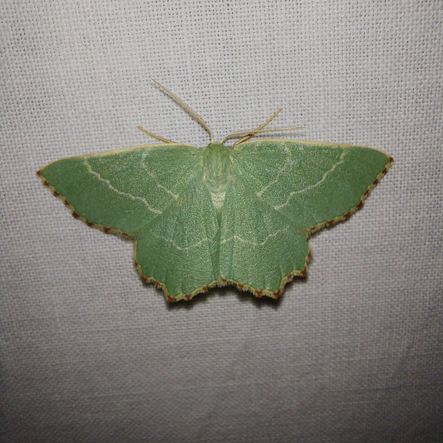 Thalera fimbrialis - csipkésszélű zöldaraszoló