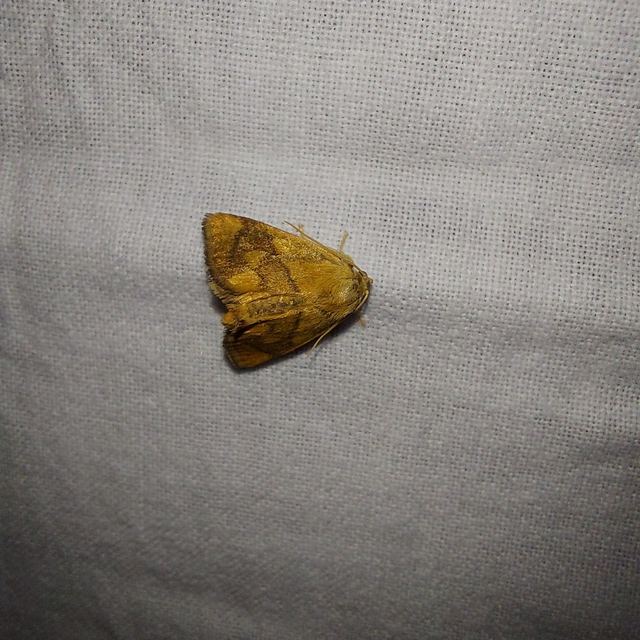 Apoda limacodes - kagylólepke
