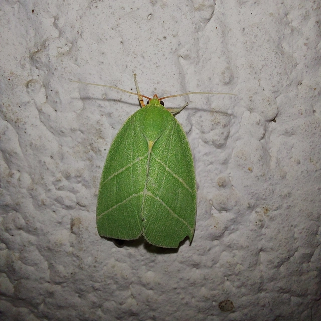 Bena bicolorana - tölgyfa-zöldbagoly
