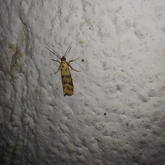 Homoeosoma sinuella - agyagsárga karcsúmoly