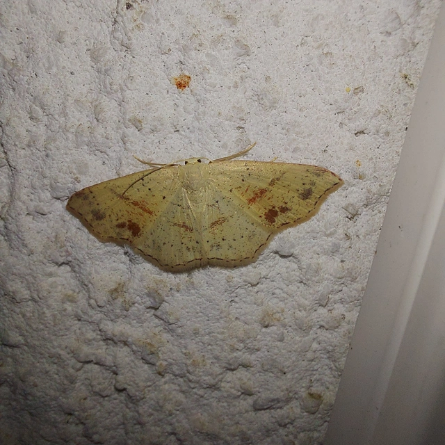 Cyclophora punctaria - sávos pettyesaraszoló