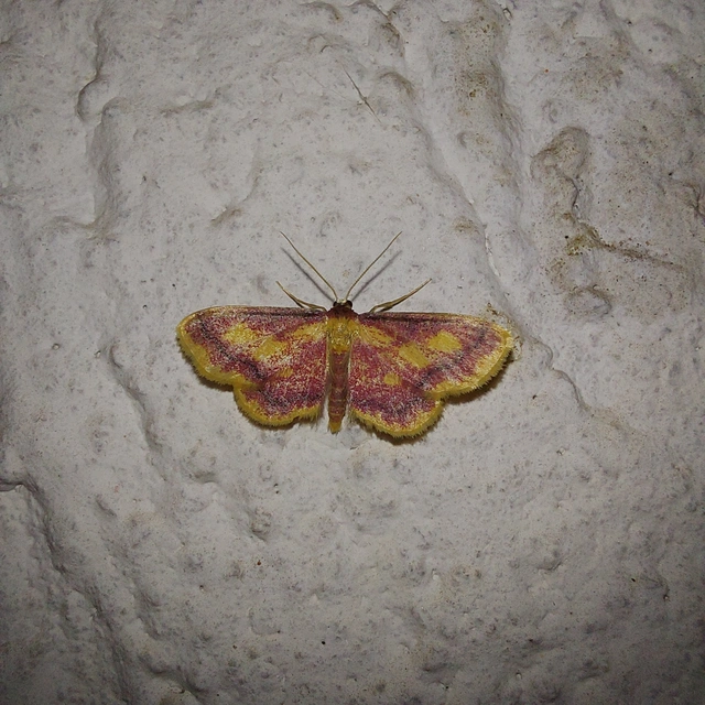Idaea muricata - mocsári pirosaraszoló