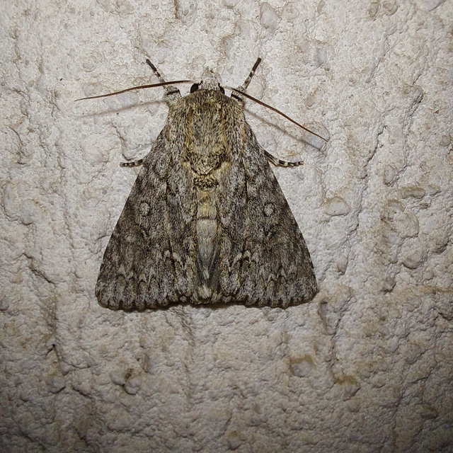 Acronicta aceris - vadgesztenye-szigonyosbagoly