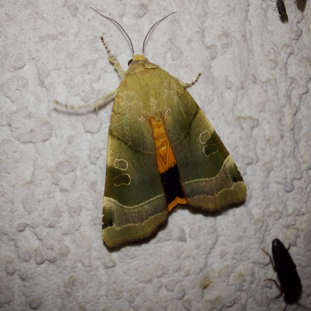 Noctua fimbriata - szélessávú sárgafűbagoly