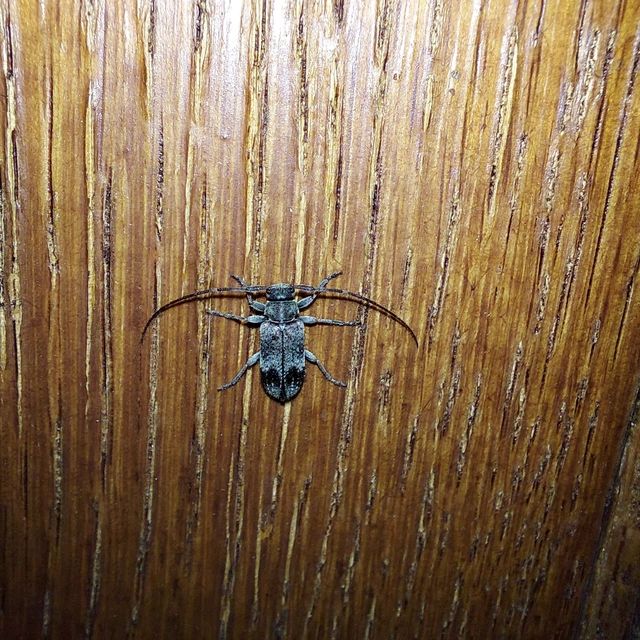 Exocentrus adspersus - tölgyfa-rőzsecincér