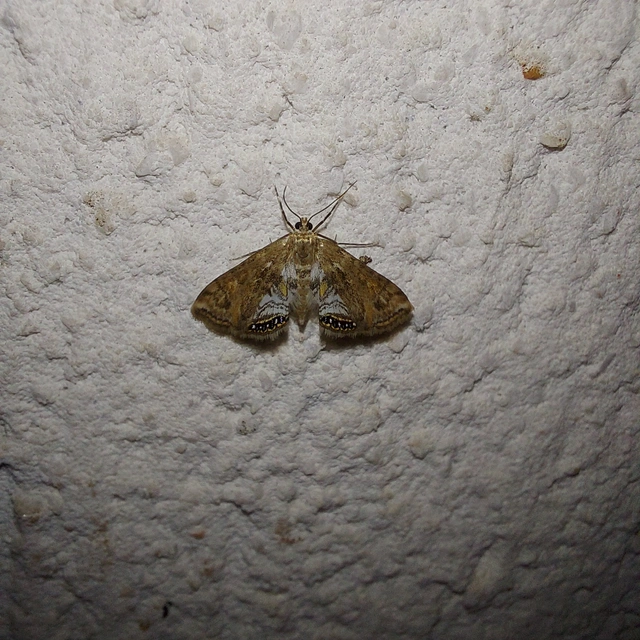 Cataclysta lemnata - békalencsemoly