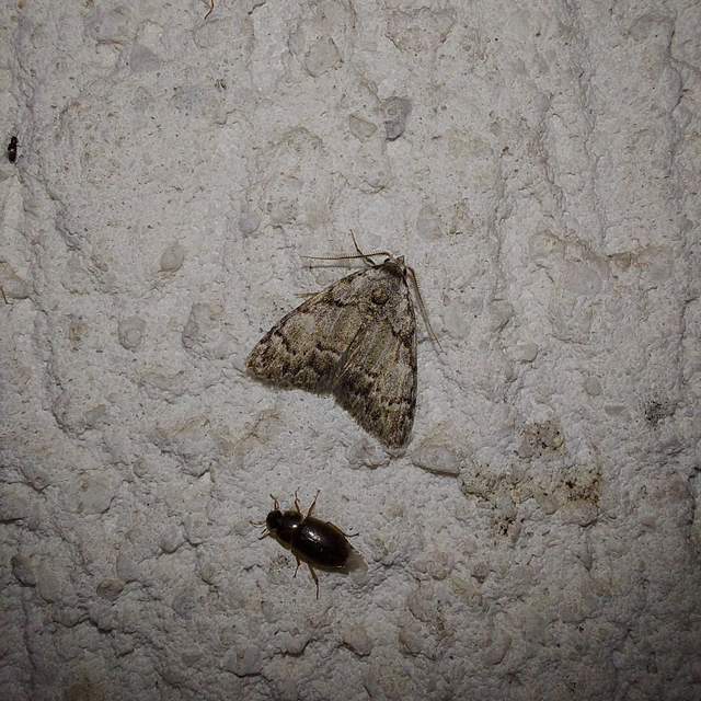 Meganola strigula - hamvas pamacsosszövő