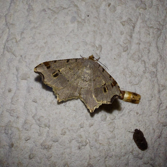 Macaria alternata - közönséges szürkearaszoló