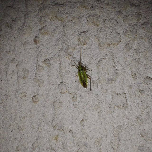 Stenotus binotatus - kétfoltos mezeipoloska
