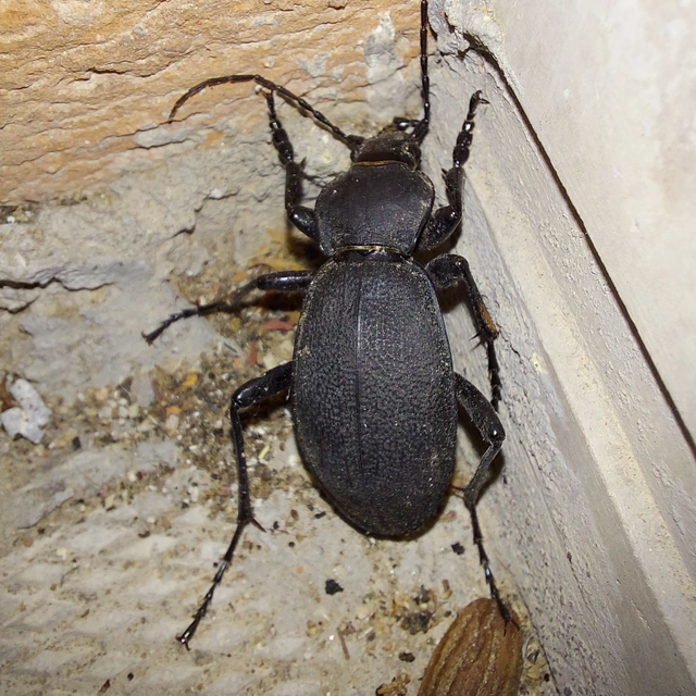 Carabus coriaceus - bőrfutrinka