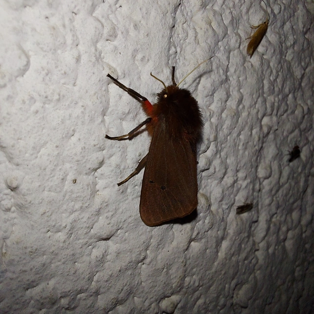 Phragmatobia fuliginosa - füstös medvelepke