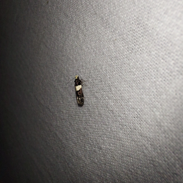 Recurvaria leucatella - nagy vörös-rügysodrómoly