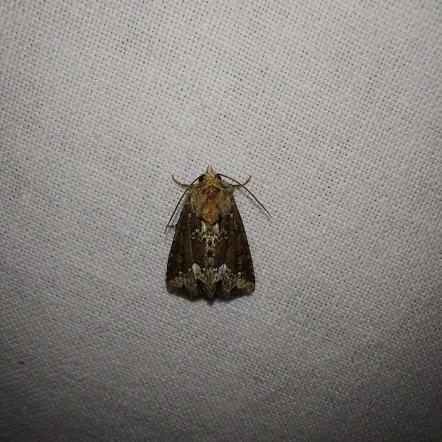 Oligia strigilis - kormos dudvabagoly