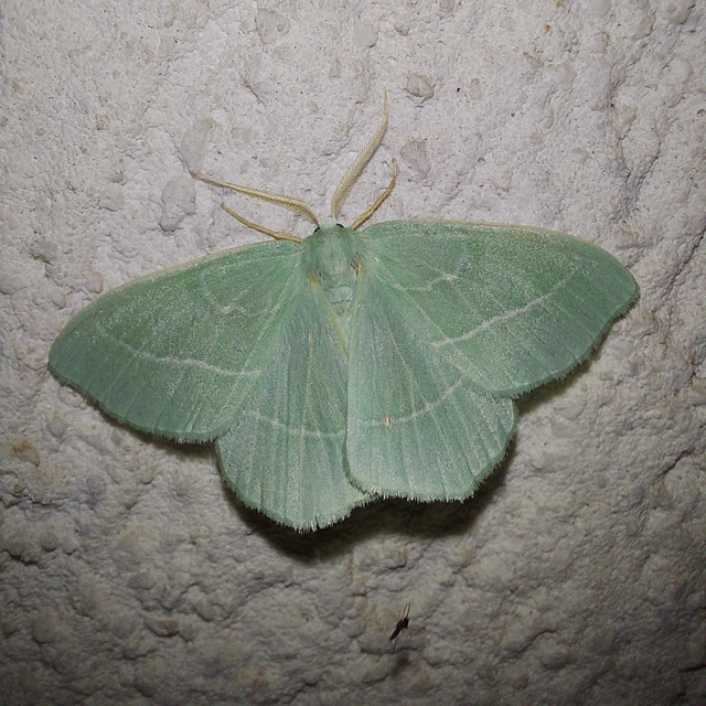 Hemistola chrysoprasaria - kékes zöldaraszoló