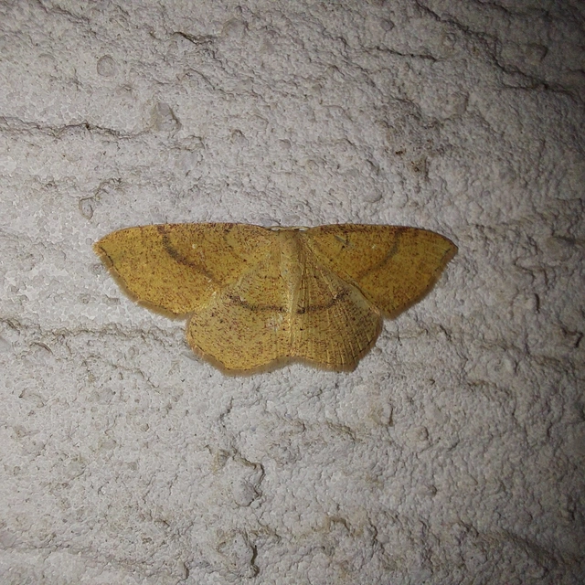 Cyclophora ruficiliaria - vörösrojtú pettyesaraszoló