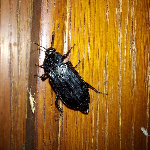 Necrodes littoralis - nagy dögbogár