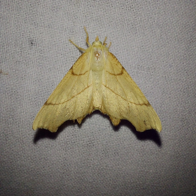 Ennomos erosaria - hársfa-levélaraszoló