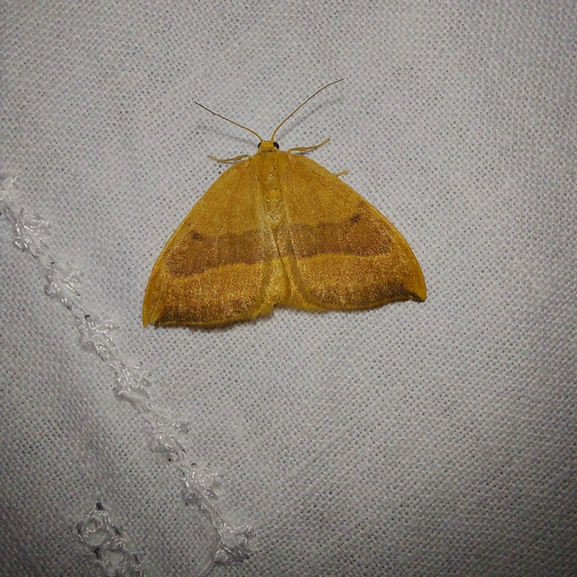 Watsonalla cultraria - bükkfa-sarlósszövő