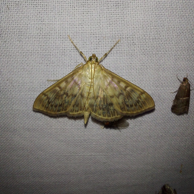 Patania ruralis - csalánevő tűzmoly