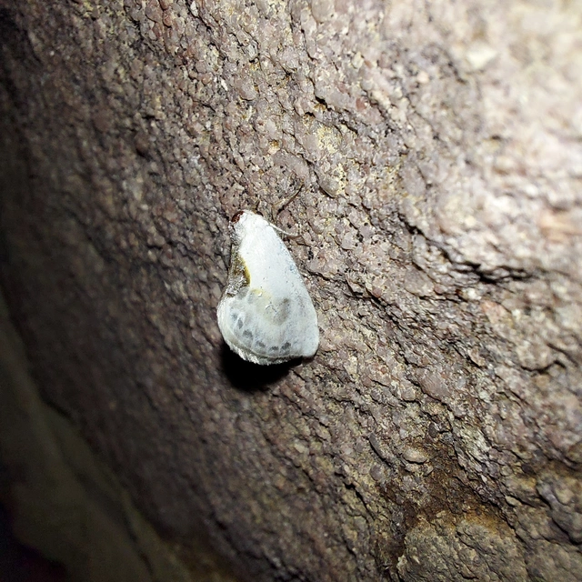 Cilix glaucata - törpe sarlósszövő