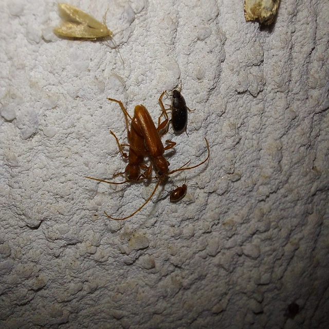 Axinopalpis gracilis - kecses selymescincér