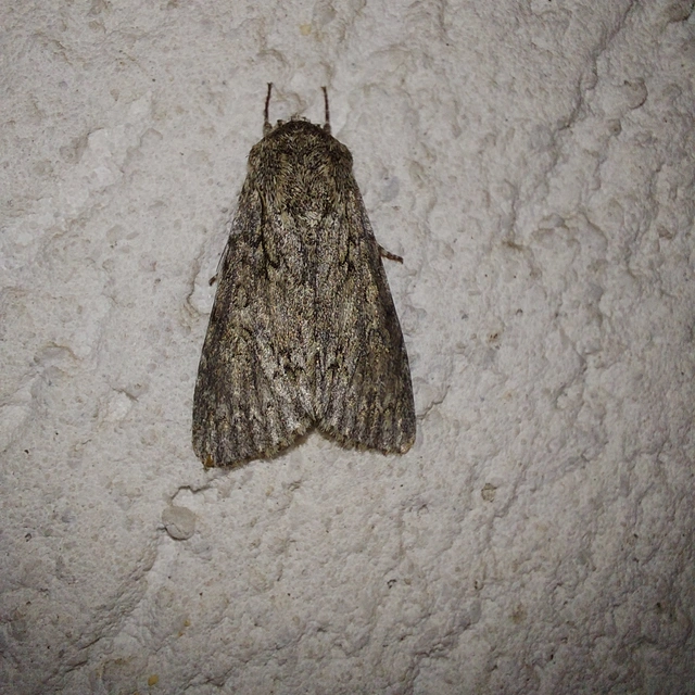Acronicta aceris - vadgesztenye-szigonyosbagoly