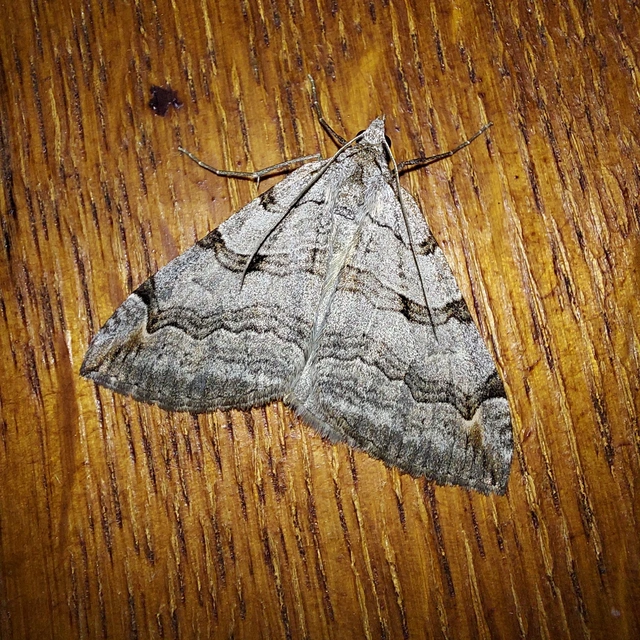 Aplocera efformata/plagiata