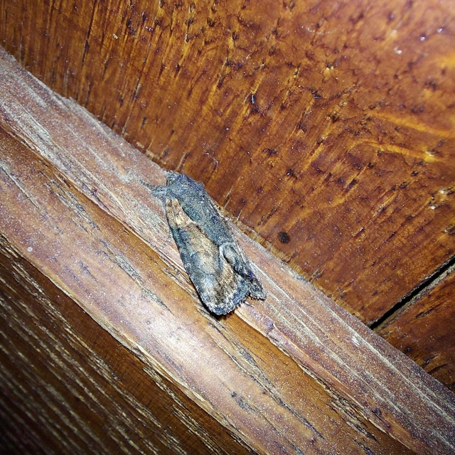 Bryophila raptricula/felina