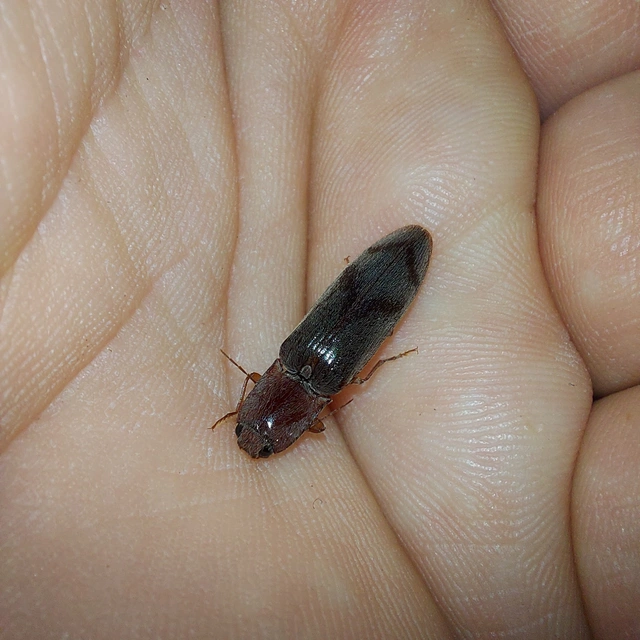 Stenagostus rhombeus - rombusznyakú pattanó