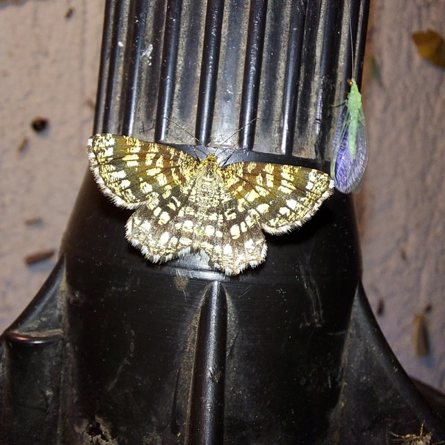 Chiasmia clathrata - rácsos rétiaraszoló