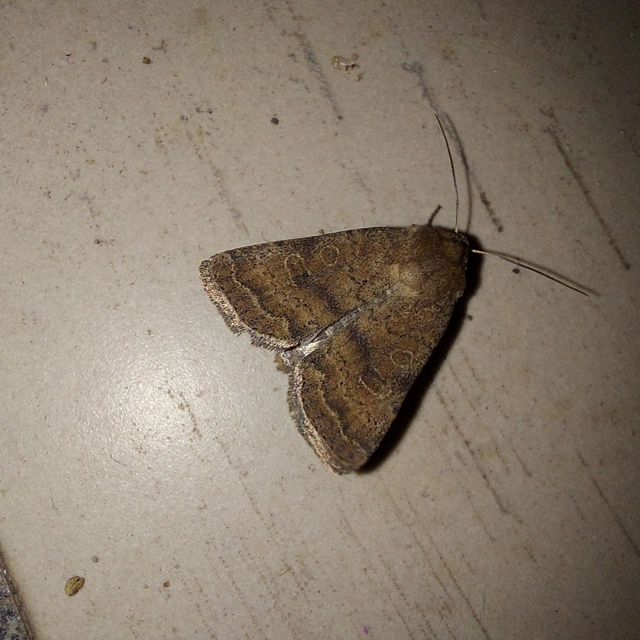 Hoplodrina octogenaria - barna selymesbagoly