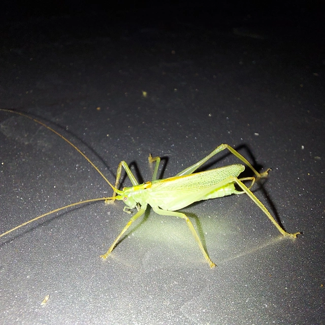 Meconema thalassinum - közönséges dobolószöcske