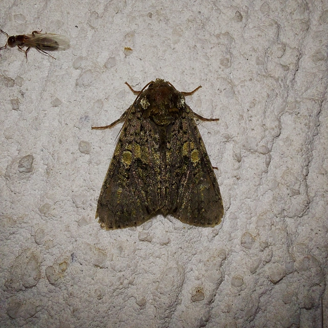 Craniophora ligustri - fagyalbagoly