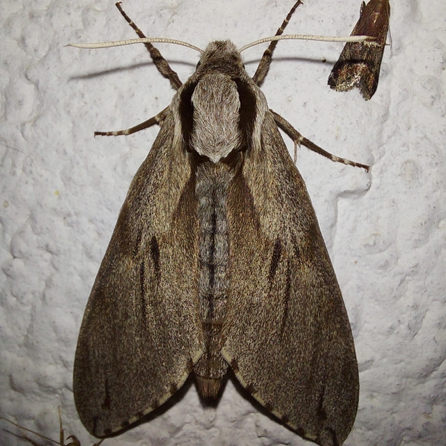 Hyloicus pinastri - fenyőszender