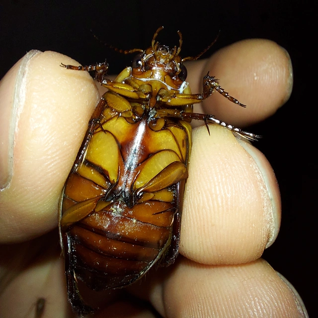 Dytiscus dimidiatus - tompacsípős csíkbogár