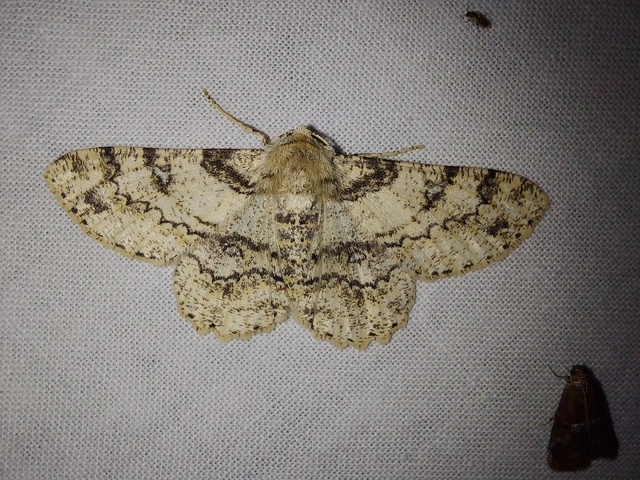 Ascotis selenaria - holdas faaraszoló
