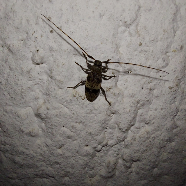Leiopus nebulosus - öves gesztcincér