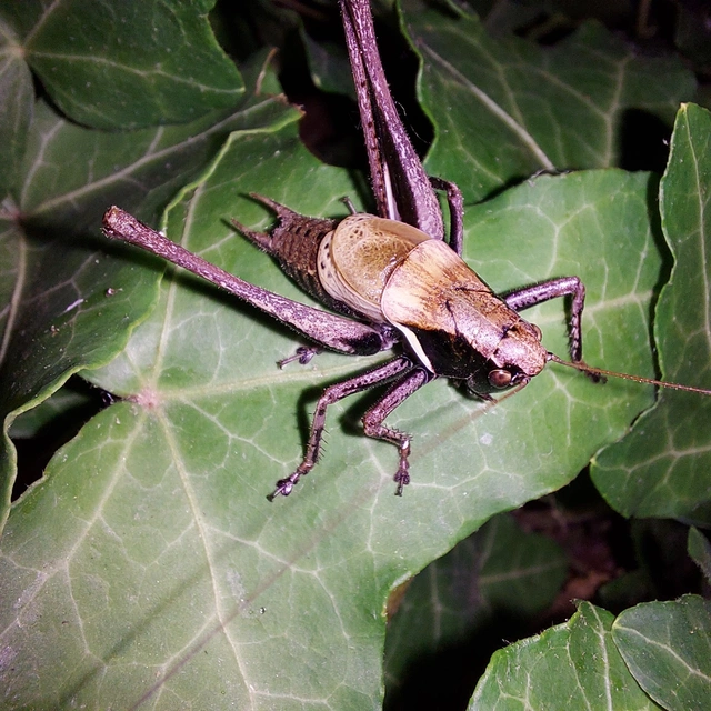 Pholidoptera aptera - nagy avarszöcske