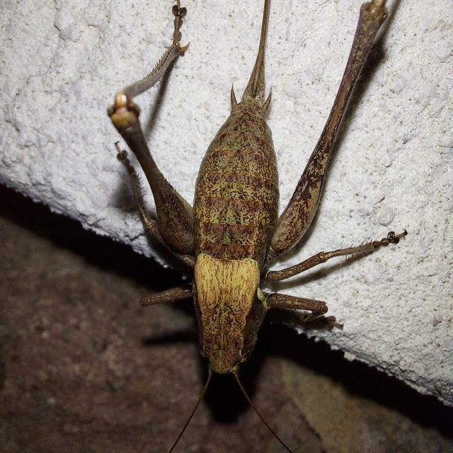 Pholidoptera aptera - nagy avarszöcske