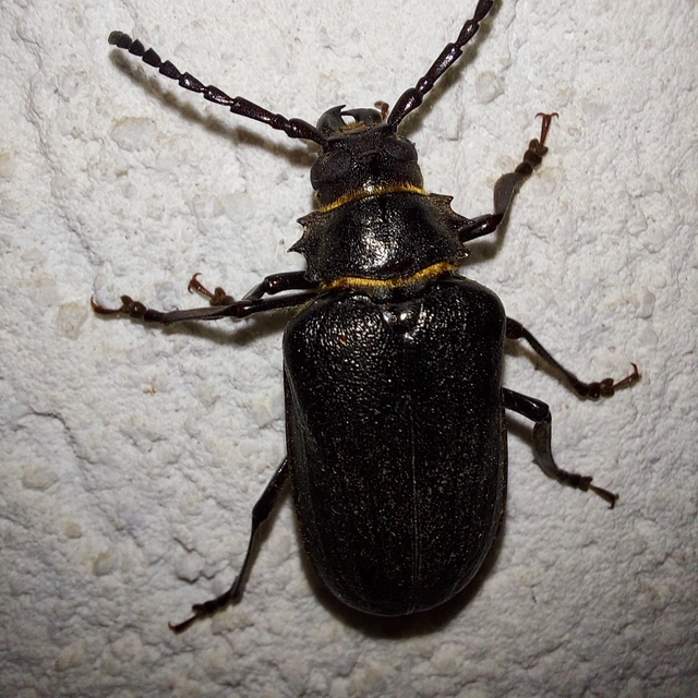 Prionus coriarius - csőszcincér
