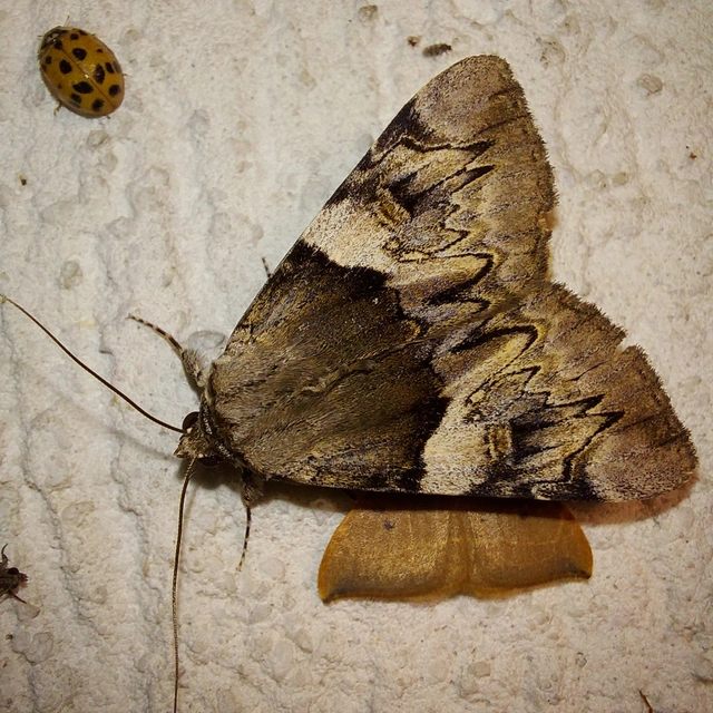 Catocala fulminea - galagonya-övesbagoly
