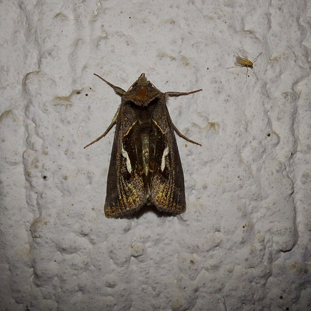 Macdunnoughia confusa - cseppfoltos ezüstbagoly