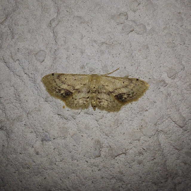 Idaea dimidiata - gyakori apróaraszoló