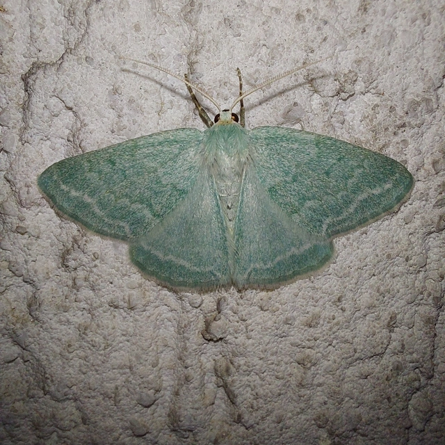 Pseudoterpna pruinata - hamvas zöldaraszoló