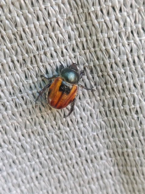Anisoplia austriaca - osztrák szipoly
