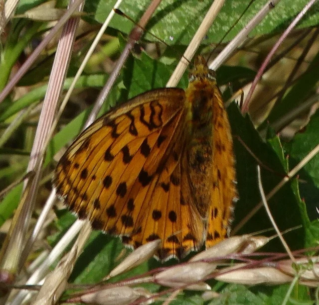 Brenthis daphne - málna-gyöngyházlepke