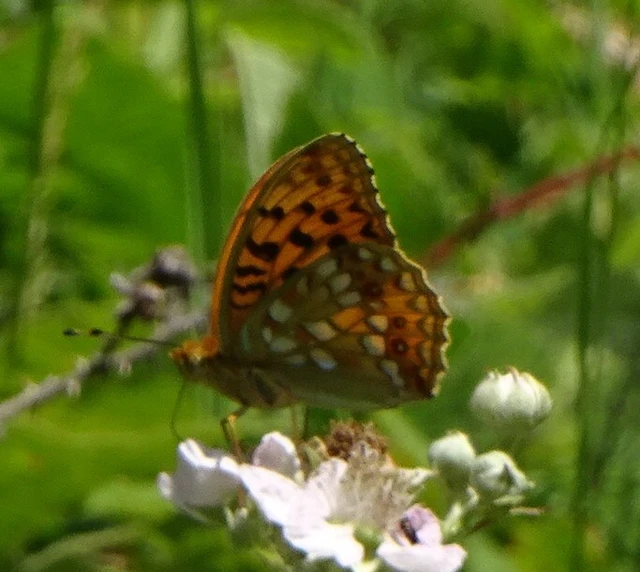 Argynnis adippe - ezüstös gyöngyházlepke